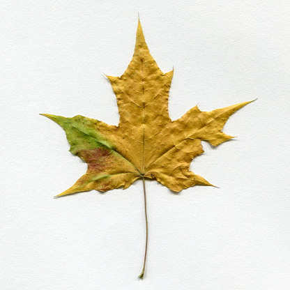 Autumn Dry Maple Leaf Close-up