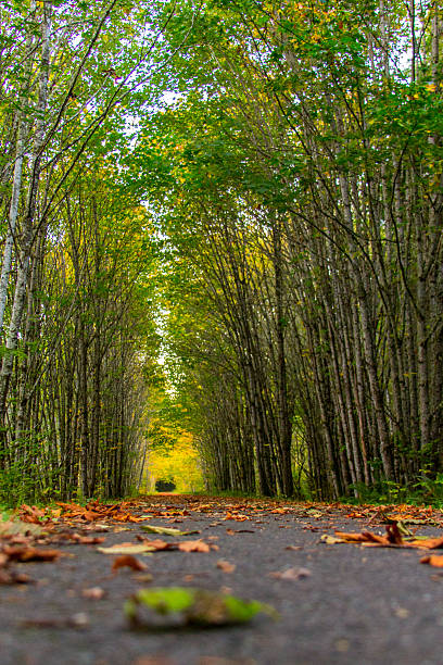 Autumn fall forest trail stock photo