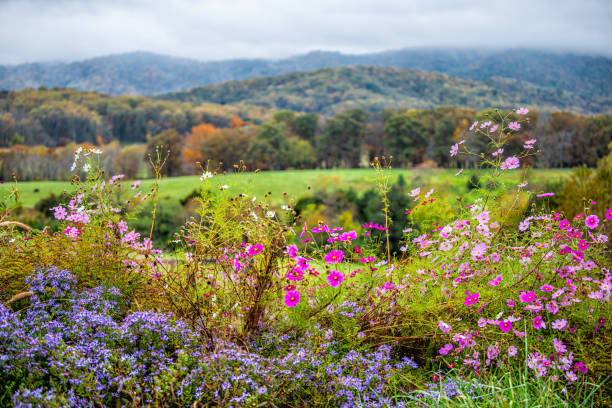 Autumn fall season rural countryside with foreground of many colorful beautiful flowers at winery vineyard in blue ridge mountains of Virginia with sky and rolling hills stock photo