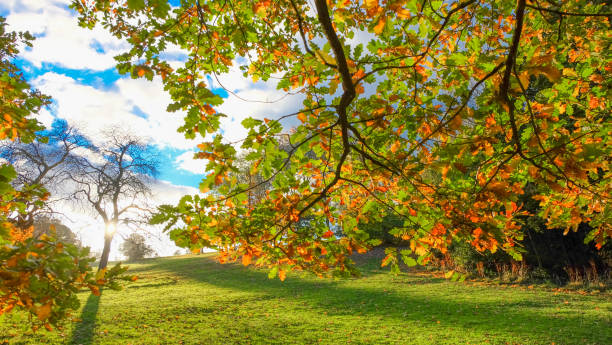 Autumn foliage at Roundhay Park, Leeds stock photo