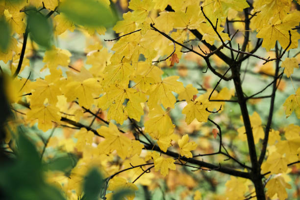 Autumn foliage, yellow leaves stock photo