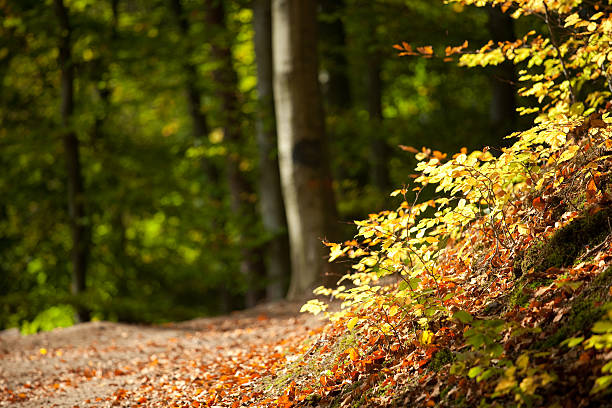 Autumn forest stock photo