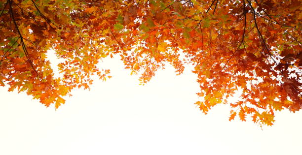 Photo of Autumn Frame
