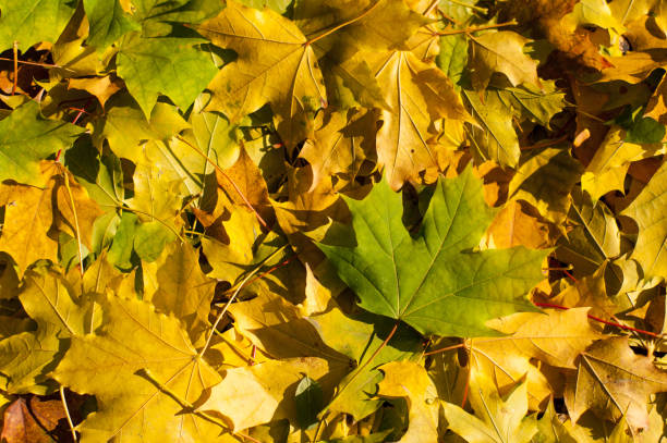 Autumn golden and green maple leaves on the ground stock photo