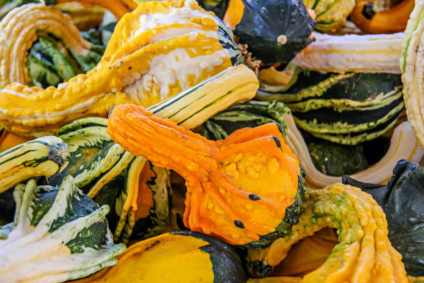 Autumn gourds in green, orange, yellow, and white stock photo