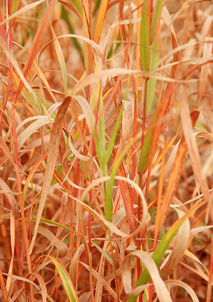 Autumn Grass stock photo