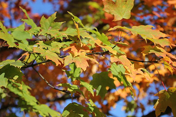 Autumn green orange  leaves stock photo
