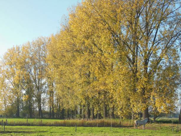 Autumn in Flanders stock photo