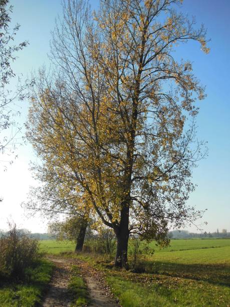 Autumn in Flanders stock photo