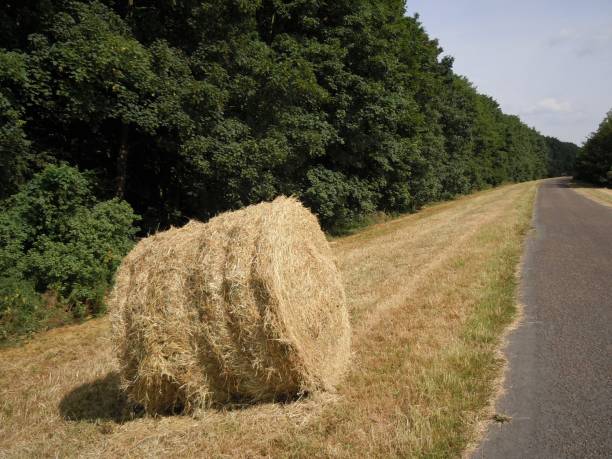 Autumn in Flanders - Rolled bale of hay on a dike stock photo