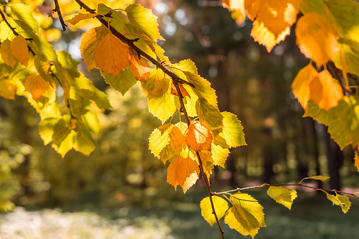 Autumn landscape. Colorful alder leaves close-up. Natural background.