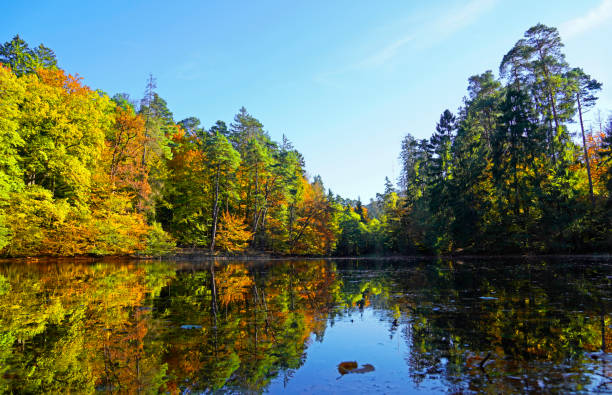 Autumn landscape with brightly colored leaves and reflections in the water. Small lake in nature. stock photo