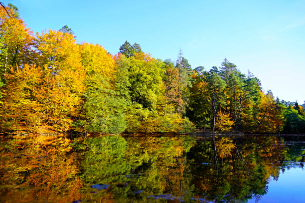 Autumn landscape with brightly colored leaves and reflections in the water. Small lake in nature. stock photo