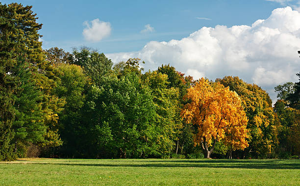Photo of Autumn landscape with golden oak in a green park