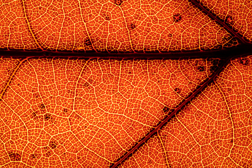 Full-screen close-up and back lit texture of a autumn leaf fragment.