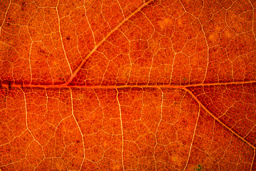 Full-screen close-up and back lit texture of a autumn leaf fragment.