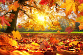 istock Autumn leaves falling on the ground in a park 1278765757