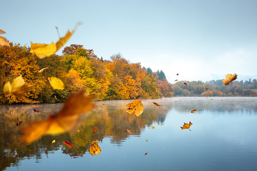 Idyllic autumn scene: Colourful autumn leaves falling from the trees to the surface of the lake. Trees are reflecting in the water.