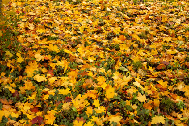 Autumn leaves in orange and reds and greens. Fall colors, original photography stock photo