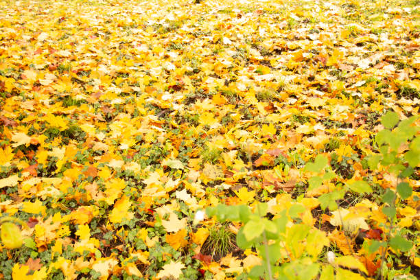 Autumn leaves in orange and reds and greens. Fall colors, original photography stock photo