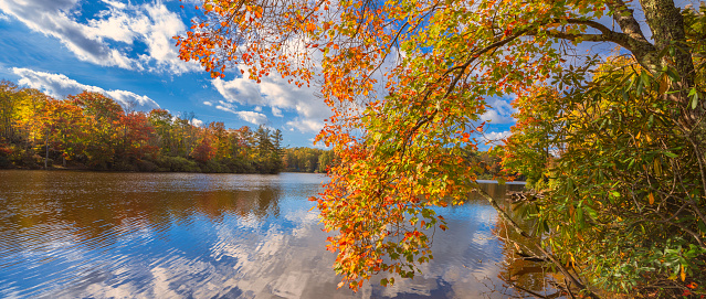 Colorful tree branches  on fall lake in colorful forest.  Beautiful autumn lake. Price Lake by  Blue Ridge Parkway, near Blowing Rock, North Carolina, USA.