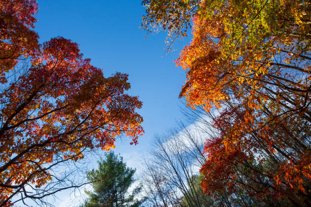 Autumn leaves of reds, oranges, yellows and greens fall from the trees of the IBM Glen stock photo
