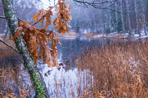 Autumn leaves on a tree branch by a lake in winter