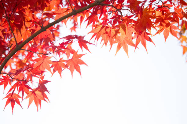 Autumn leaves. stock photo