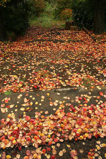 autumn leaves stock photo