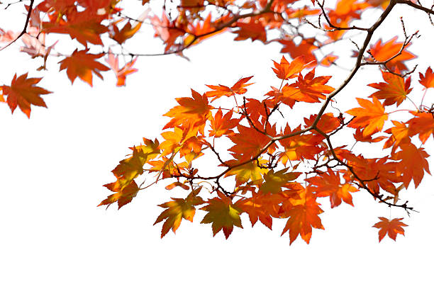 Autumn Leaves Autumn maple leaves on white background. japanese maple stock pictures, royalty-free photos & images
