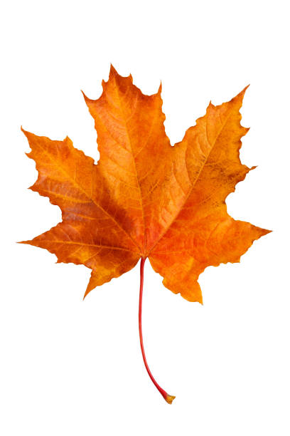 Autumn maple leaf isolated on white background. Autumn maple leaf isolated on white background. fall leaves stock pictures, royalty-free photos & images