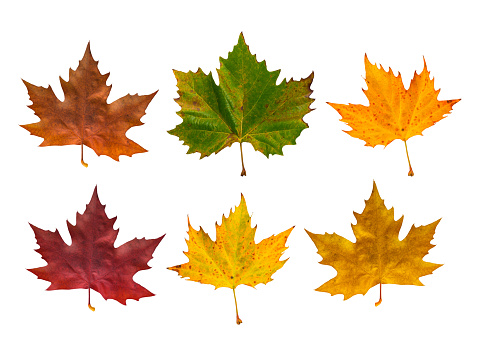 Leaf Pictures, Images and Stock Photos - iStock