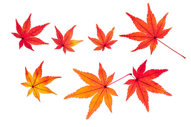 秋のカエデの葉 - もみじ ストックフォトと画像