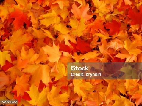 istock Autumn, maple leaves. 92774227