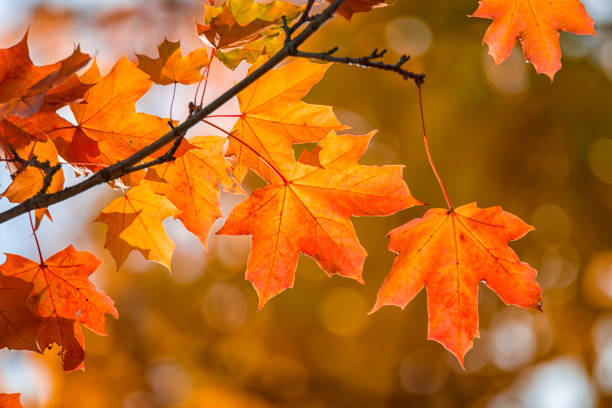 Autumn Maple stock photo