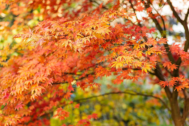 Autumn Maple Tree stock photo