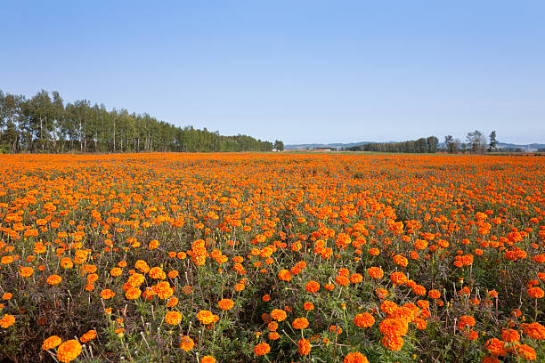 autumn marigold Field stock photo