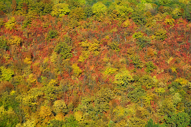 autumn mountain forest stock photo