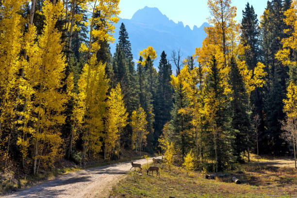 Autumn Mountain Forest - Two young mule deer wandering crossing a backcountry road in a dense Autumn forest at base of rugged Sneffels Range. Uncompahgre National Forest, Ridgway-Telluride, CO, USA. stock photo