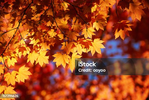 istock Autumn Orange Leaves 157294626