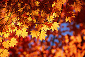 istock Autumn Orange Leaves 157294626