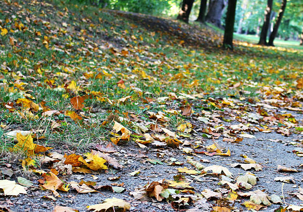 Autumn park full of yellow and brown leafs stock photo