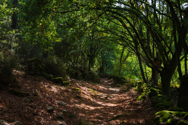 Autumn path in Galicia stock photo