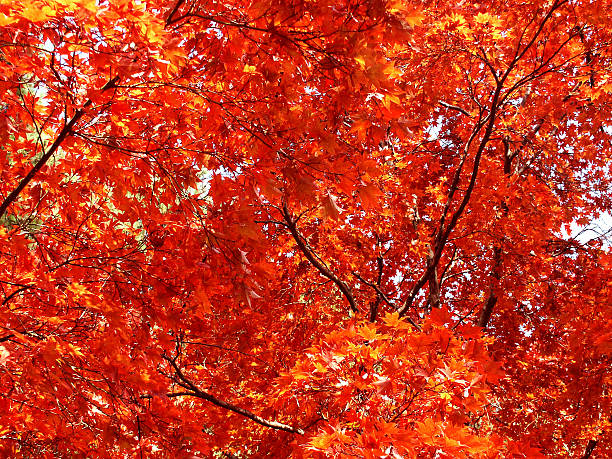 Autumn Redness stock photo