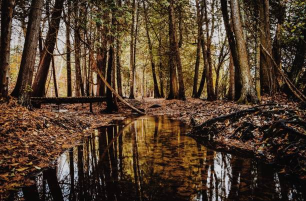 autumn reflections - burt forest imagens e fotografias de stock