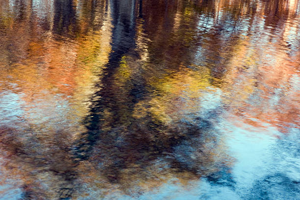 autumn reflections - bald cypress tree stockfoto's en -beelden