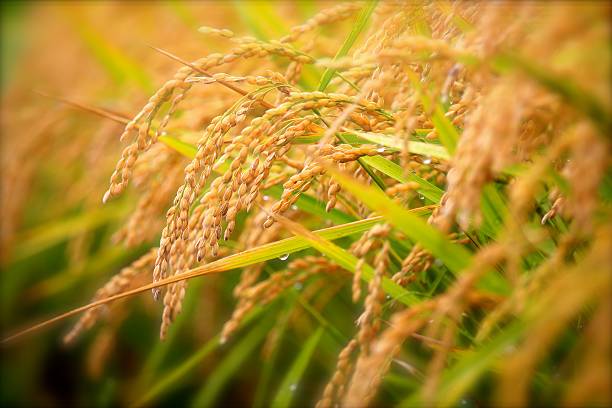 autumn rice - ris basmat bildbanksfoton och bilder