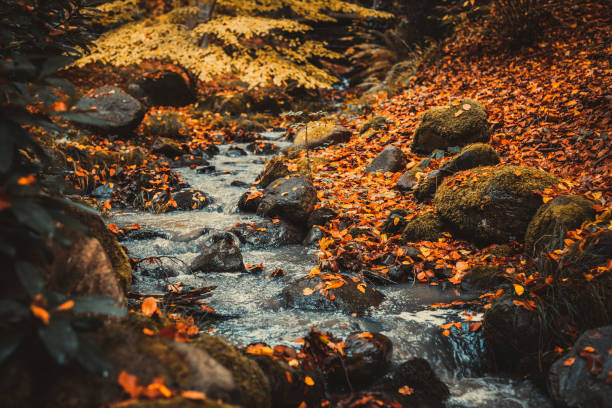 autumn river creek stream in woods. blurred background. - skåne bildbanksfoton och bilder