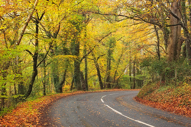 Autumn Road stock photo