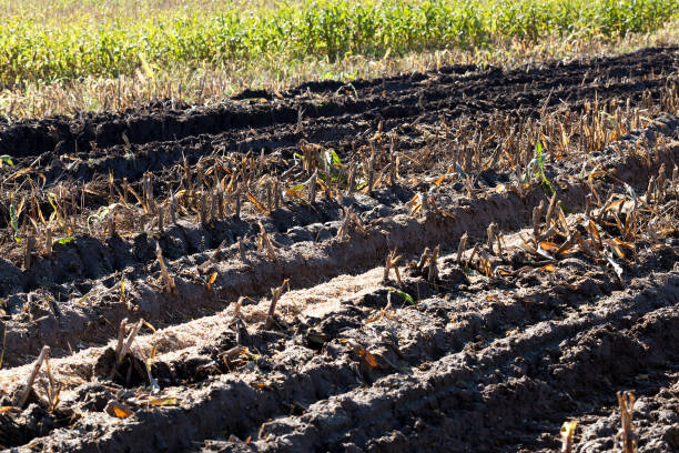 Autumn scene autumn scene on an agricultural field for the collection of corn. on the soil, where the harvest was collected a large number of pits and a rut in the mud from the passing harvester, tractor and other equipment. close-up photo rutting stock pictures, royalty-free photos & images